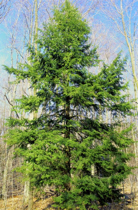 Hemlock Removal in Bucks County, PA