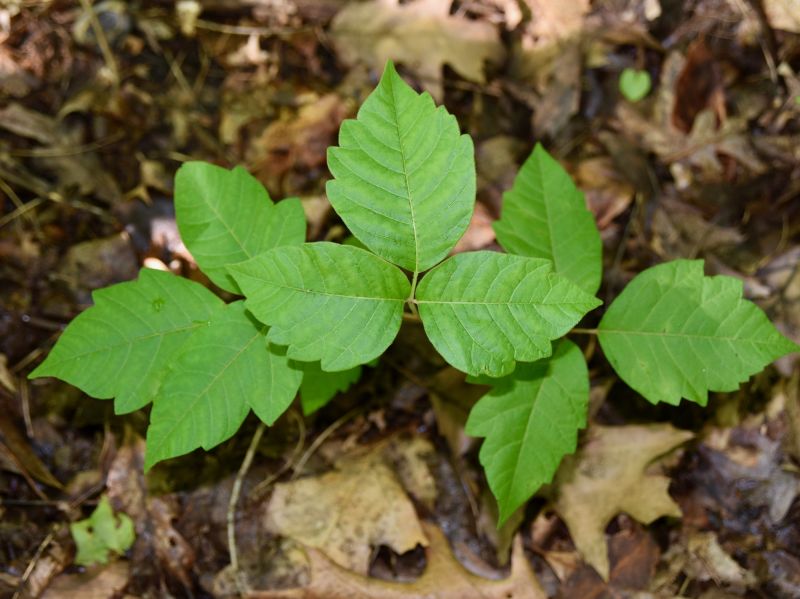 Poison Ivy Removal in Bel Air, MD
