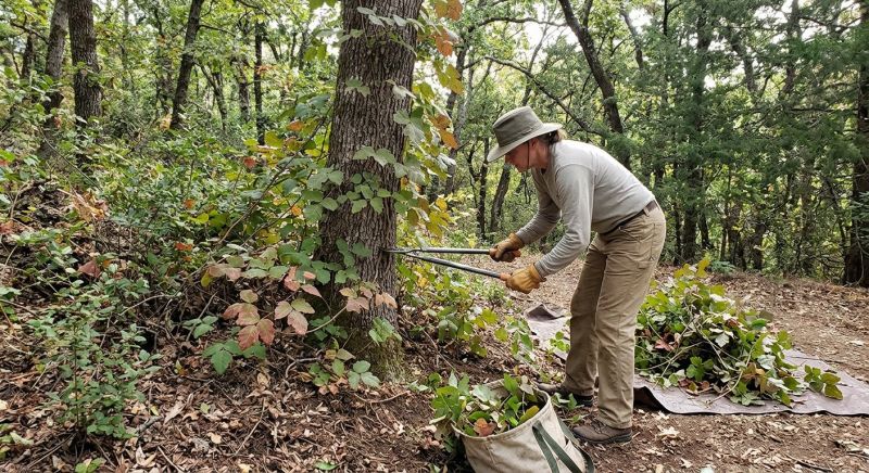 Poison Ivy Removal in Montgomery County, PA