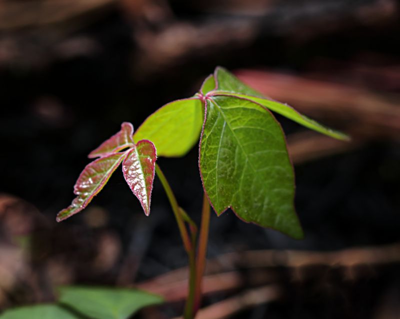 Poison Ivy Removal in West Chester, PA