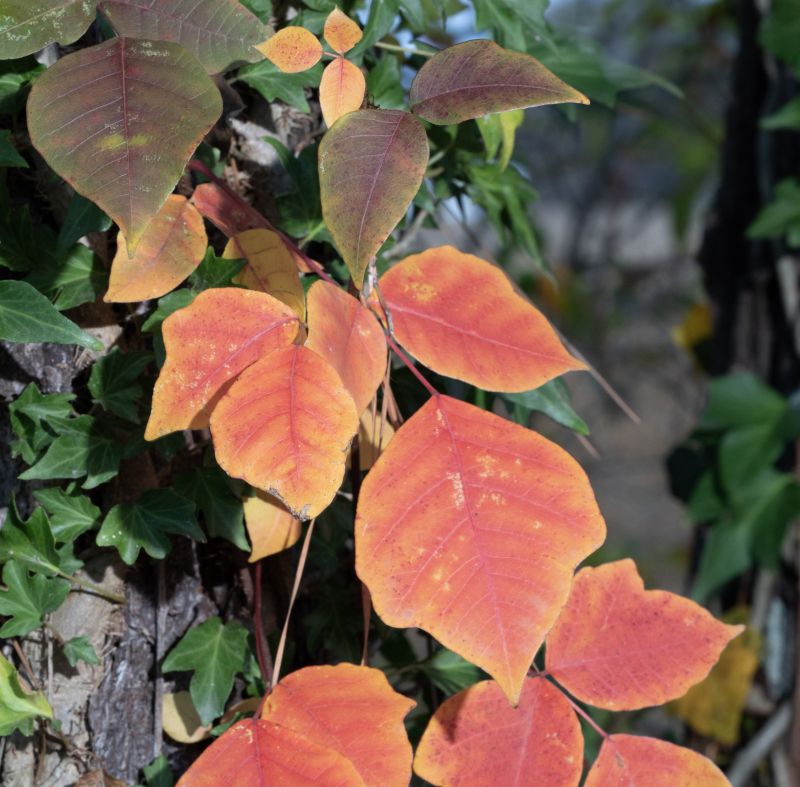 Poison Ivy Removal in Allentown, PA