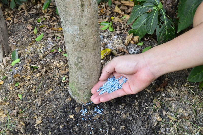 Tree Fertilizing