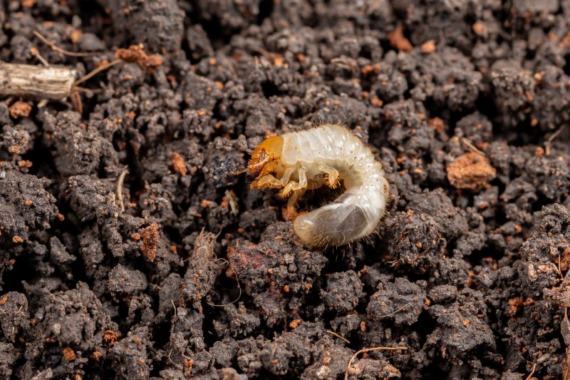 Grub Control in Ventura County, CA
