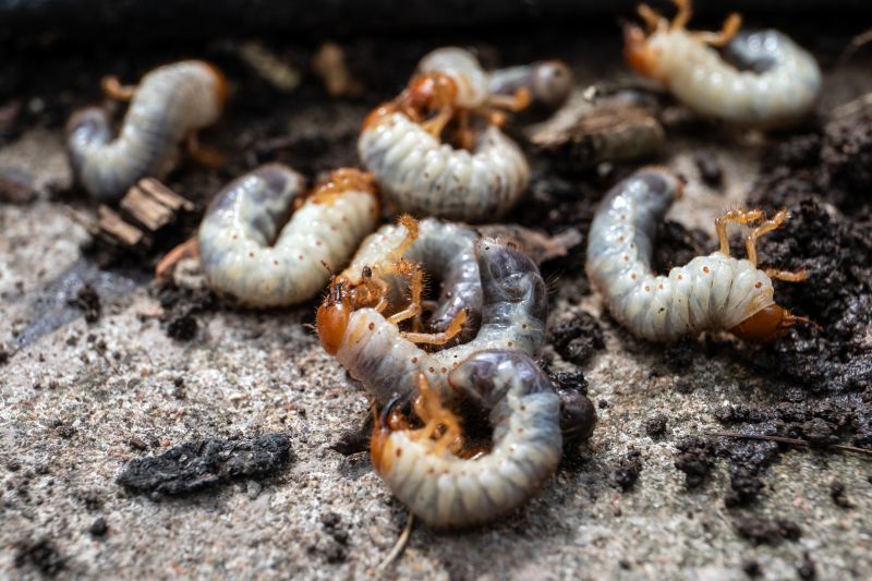 Grub Prevention in Honolulu, HI