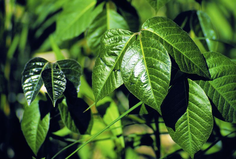 Poison Ivy Removal in Lancaster, PA