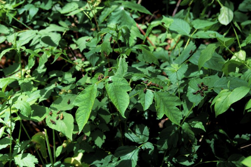 Poison Ivy Removal in Harford County, MD