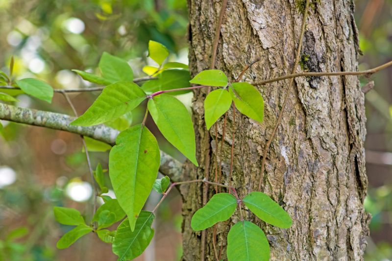 Poison Oak Removal in Doylestown, PA
