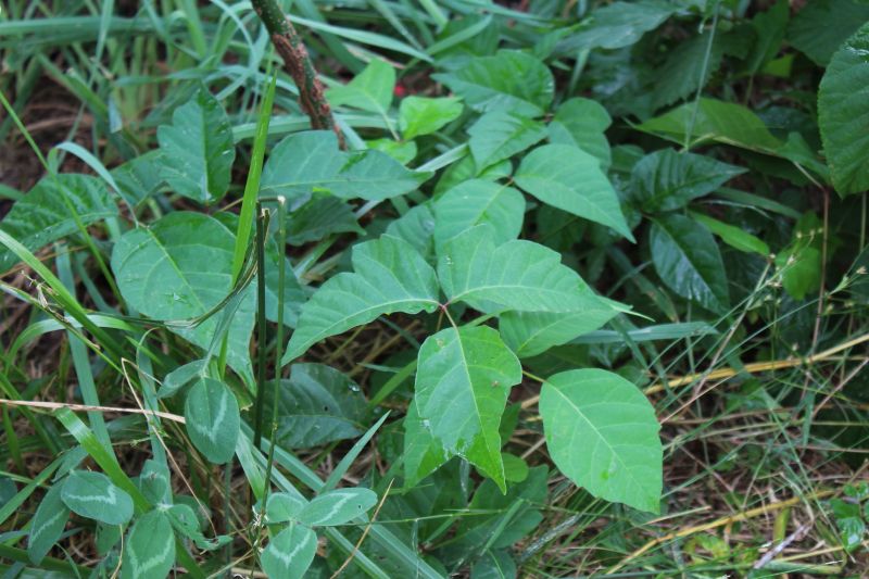 Poison Oak Removal in Burlington County, NJ