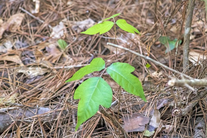 Poison Oak Removal in Ventura County, CA