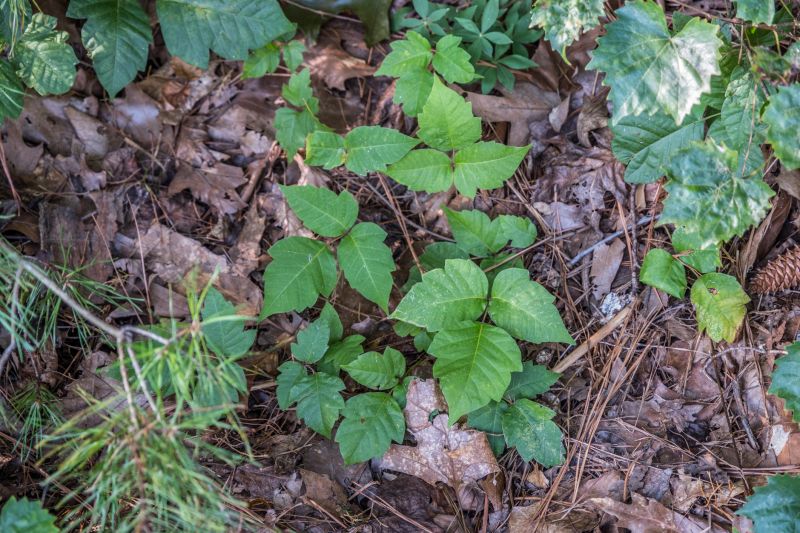 Poison Oak Removal in West Chester, PA