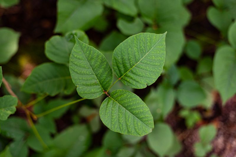 Poison Oak Removal in Wilmington, DE