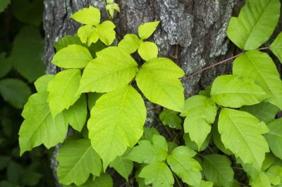 Poison Oak Removal in Lancaster, PA